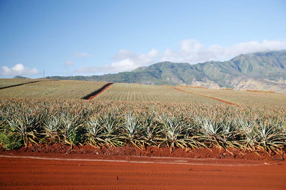Visited the last pineapple plantation in the United States last week on